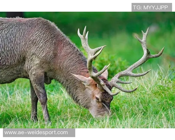 记者分析无字鹿获胜背后的深远意义彰显雄鹿实力不容忽视